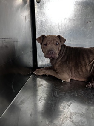 Momma, a Shar Pei, available for adoption