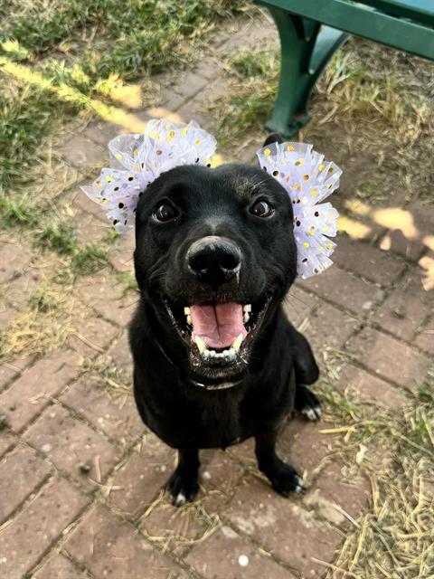Nestle, a Black Labrador Retriever (mix breed), available for adoption