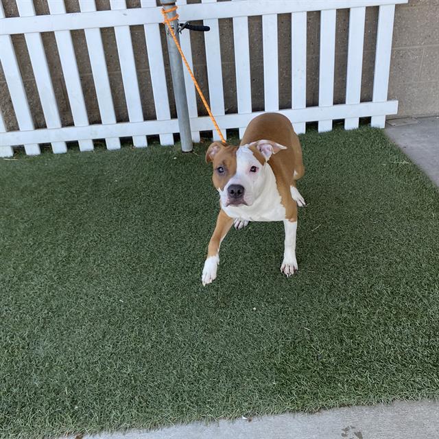 A615408, a Pit Bull Terrier, available for adoption