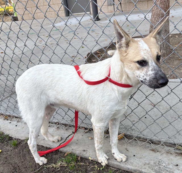 Lego, a Shepherd, available for adoption