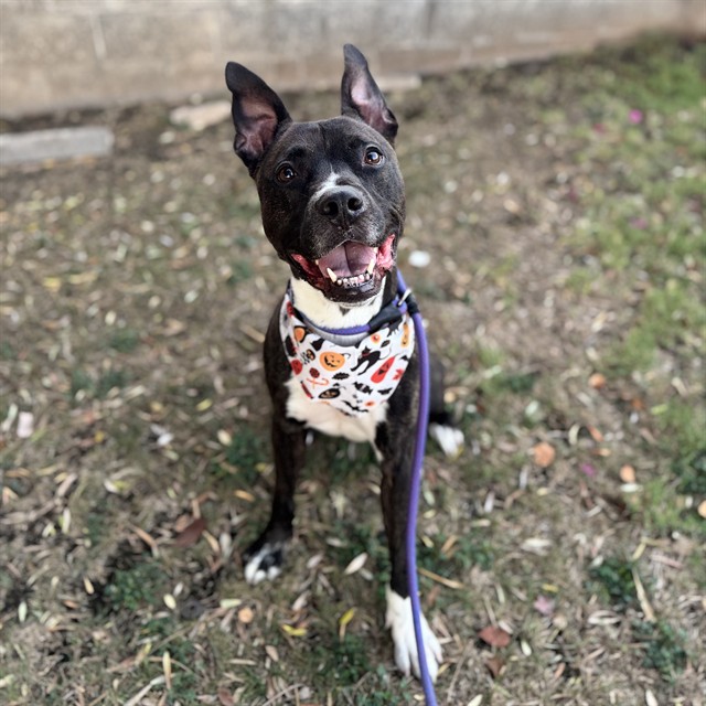 Jackson, a Labrador Retriever (mix breed), available for adoption