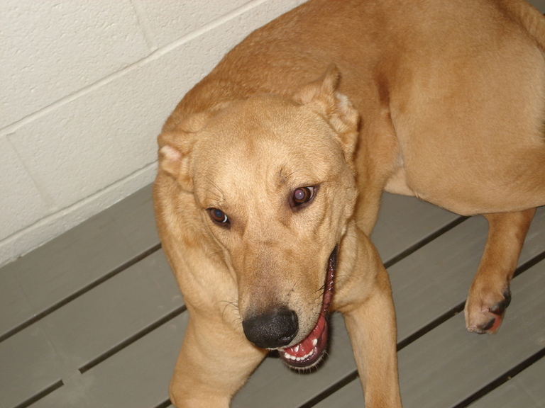 Other Photos of thie Dog