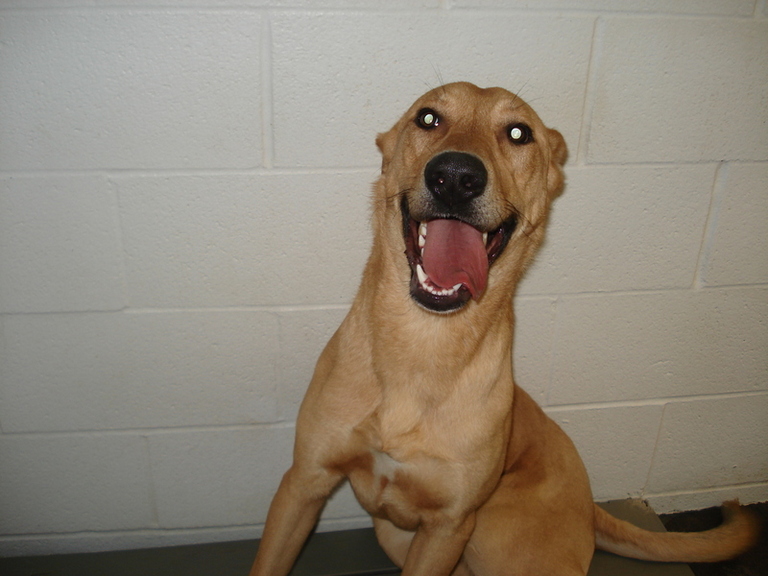 Other Photos of thie Dog