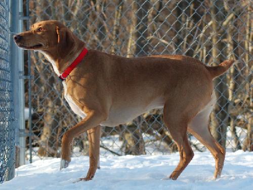Other Photos of thie Dog