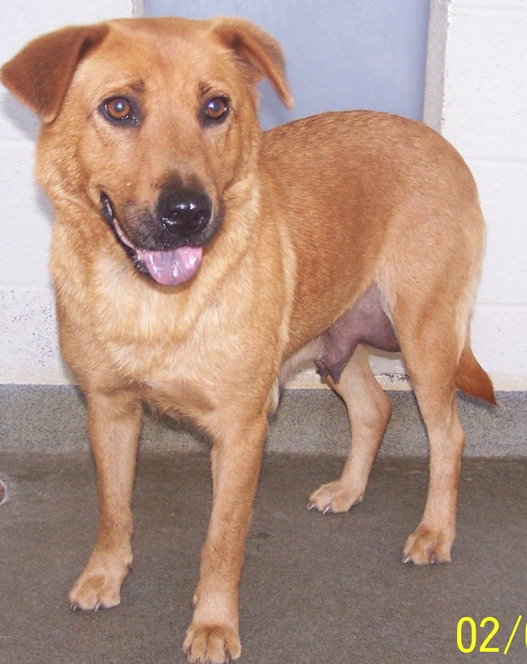 Main Photo of this Dog