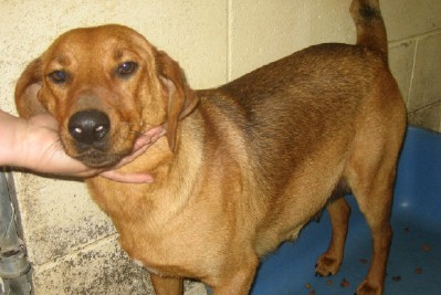 Main Photo of this Dog