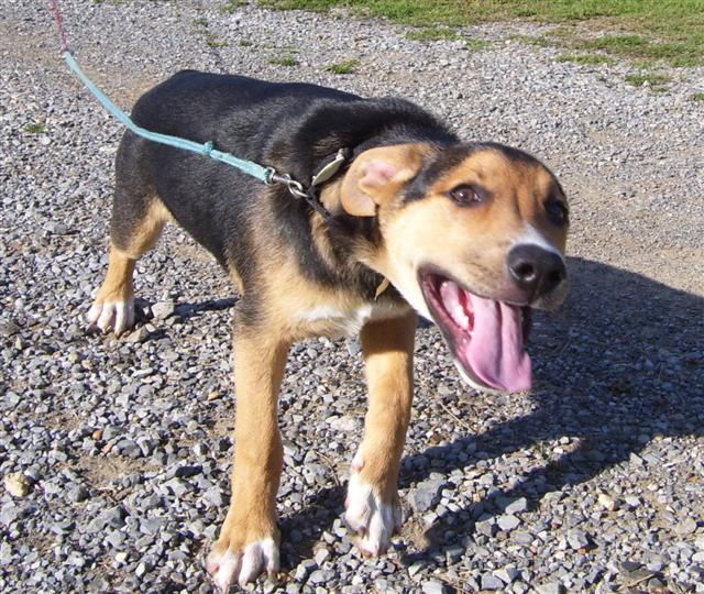 Other Photos of thie Dog