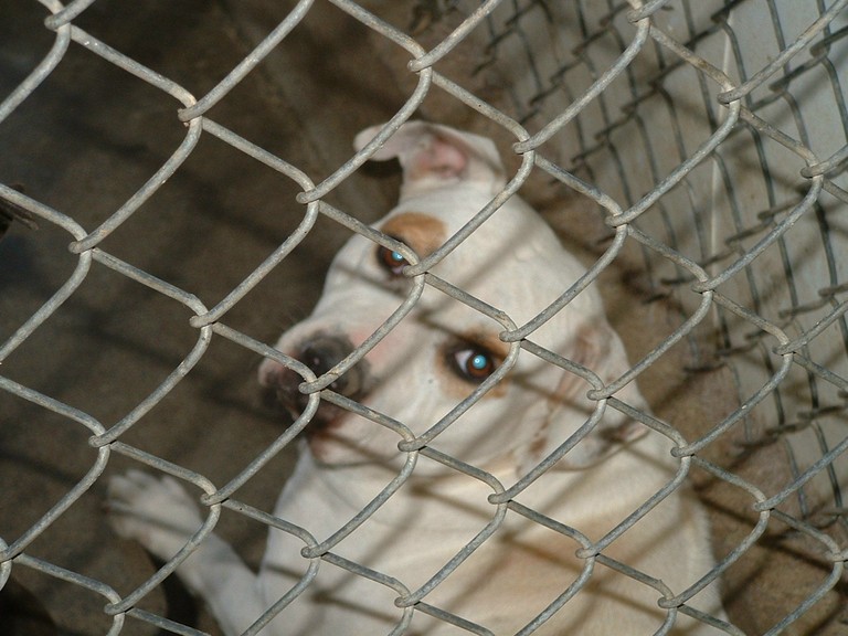 Other Photos of thie Dog