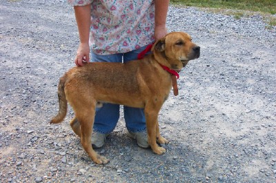 Other Photos of thie Dog