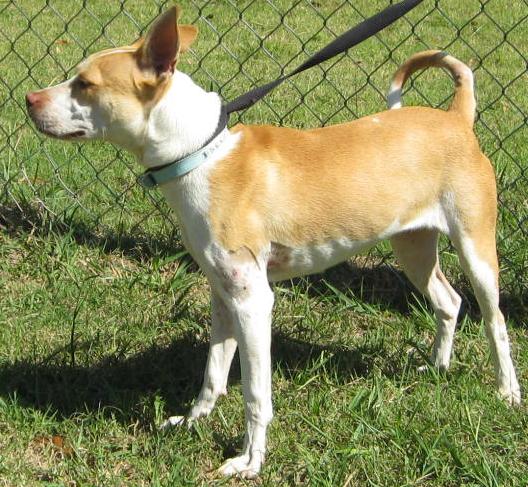 Other Photos of thie Dog
