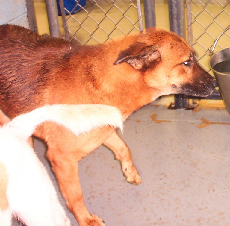 Other Photos of thie Dog