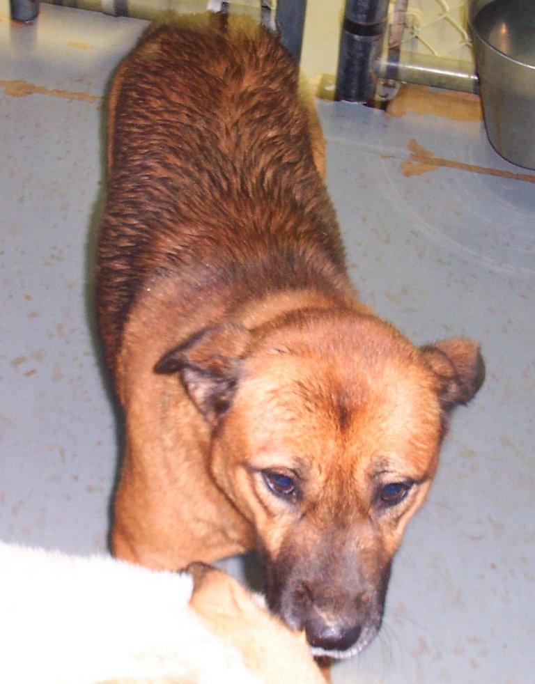 Other Photos of thie Dog