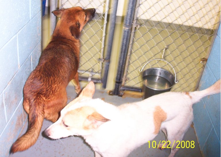 Other Photos of thie Dog