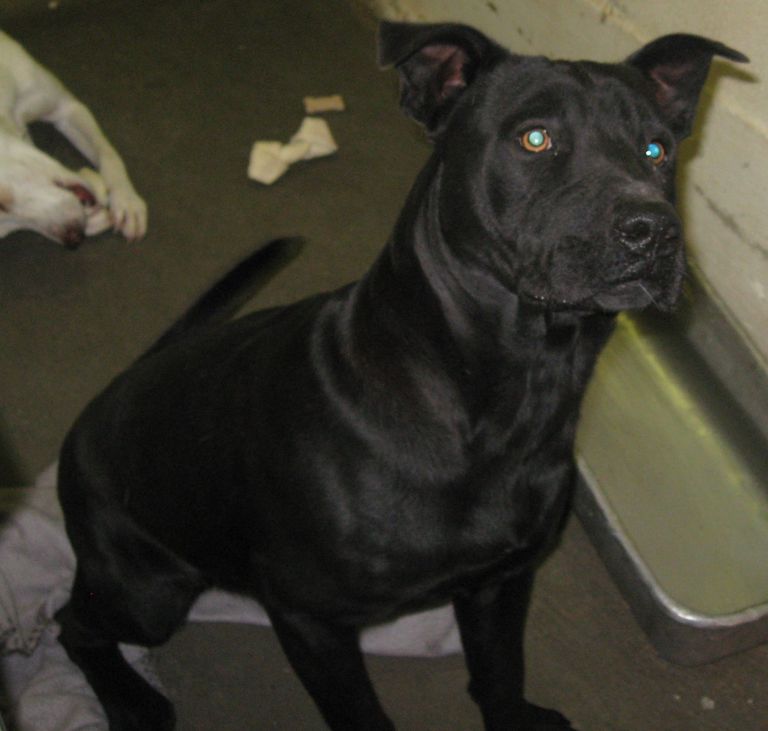 Other Photos of thie Dog