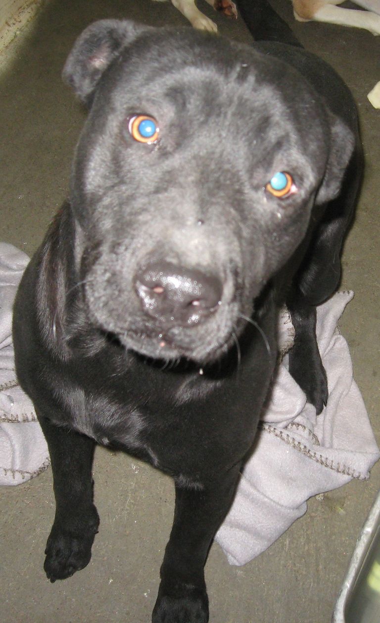 Other Photos of thie Dog