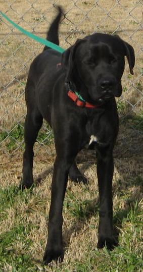 Other Photos of thie Dog