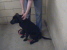 Other Photos of thie Dog