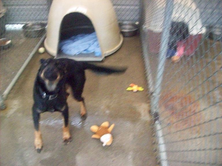 Other Photos of thie Dog