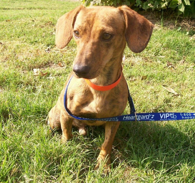 Other Photos of thie Dog