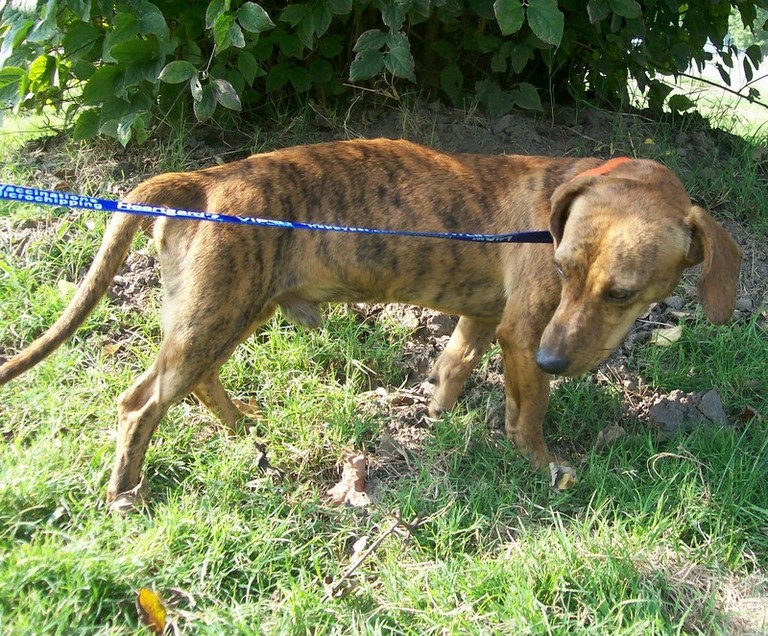 Other Photos of thie Dog