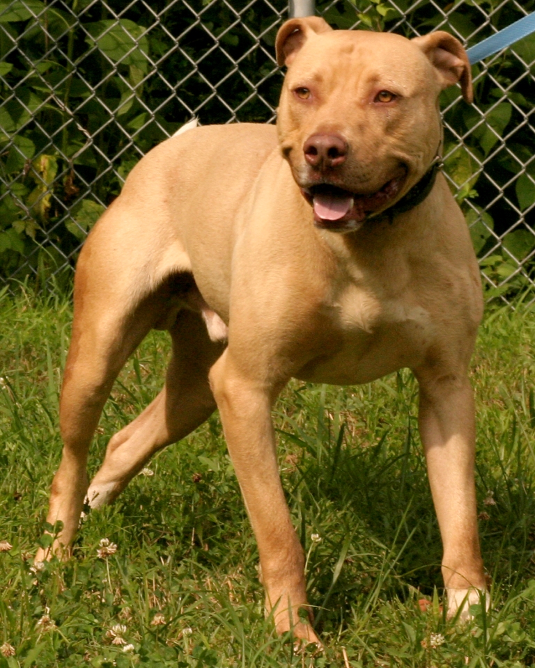 Other Photos of thie Dog
