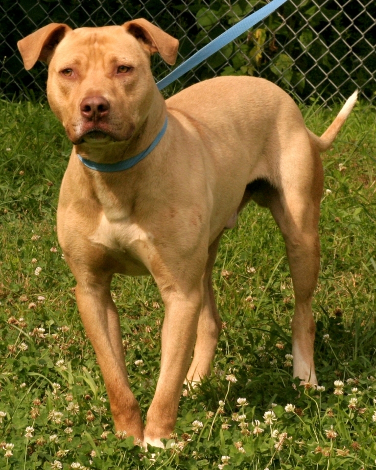 Other Photos of thie Dog