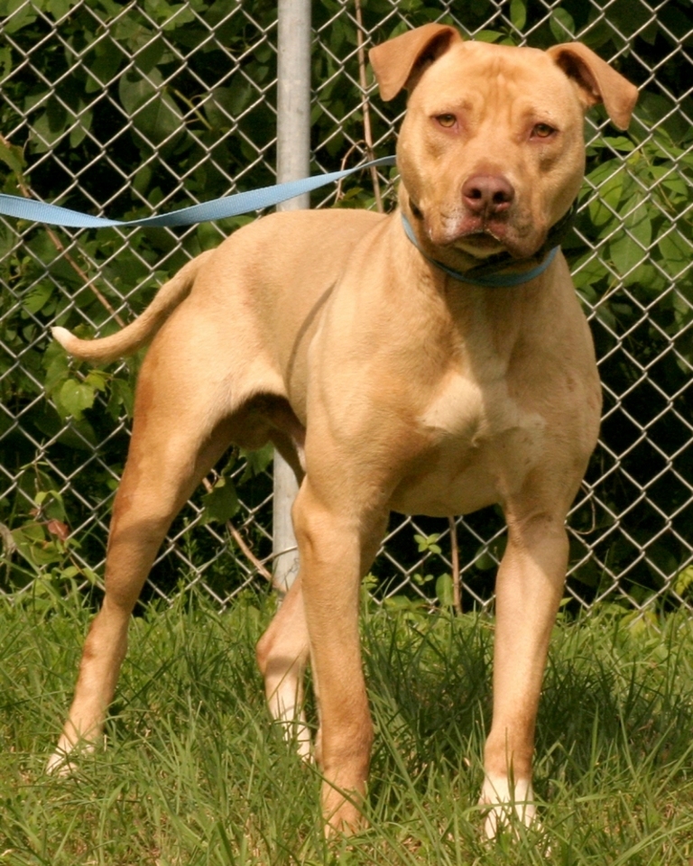 Other Photos of thie Dog