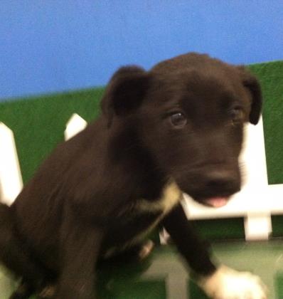 animal breeder elpaso il animal breeder elpaso il