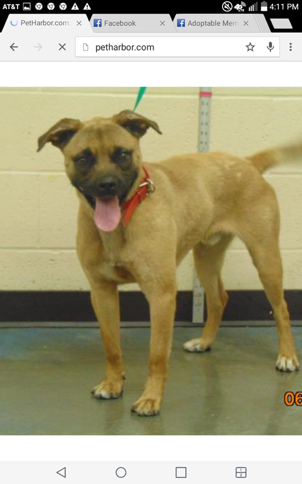 Other Photos of thie Dog