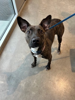 Main Photo of this Dog
