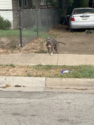 Main Photo of this Dog