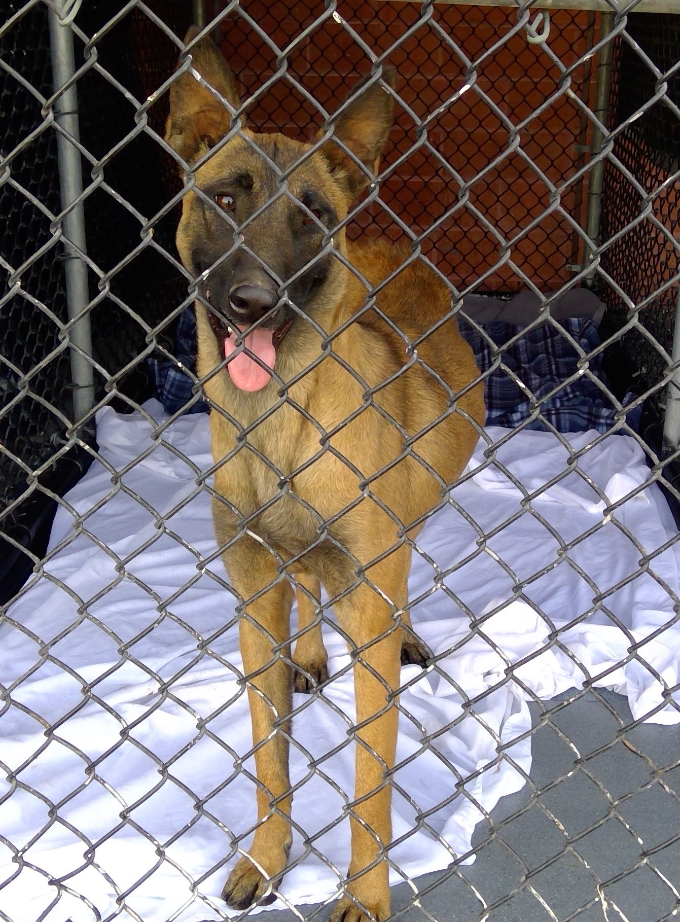 Main Photo of this Dog