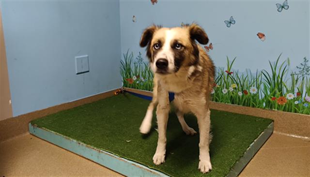 Brandy, a Australian Shepherd, available for adoption
