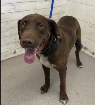Main Photo of this Dog