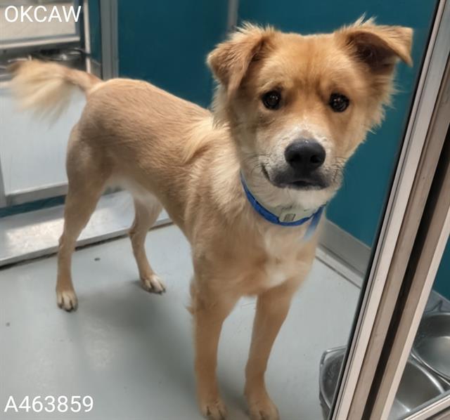 Main Photo of this Dog