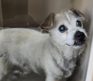 Harrigan, a Chihuahua (mix breed), available for adoption