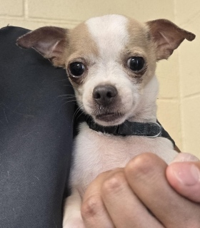 Jax, a Chihuahua (mix breed), available for adoption