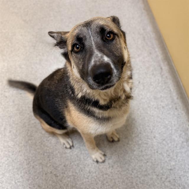 Holly, a German Shepherd, available for adoption