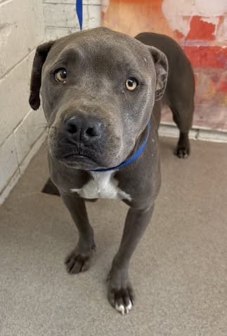 Draco, a Pit Bull Terrier, available for adoption