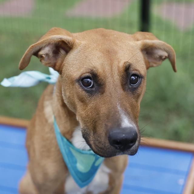 Callie, a Shepherd (mix breed), available for adoption