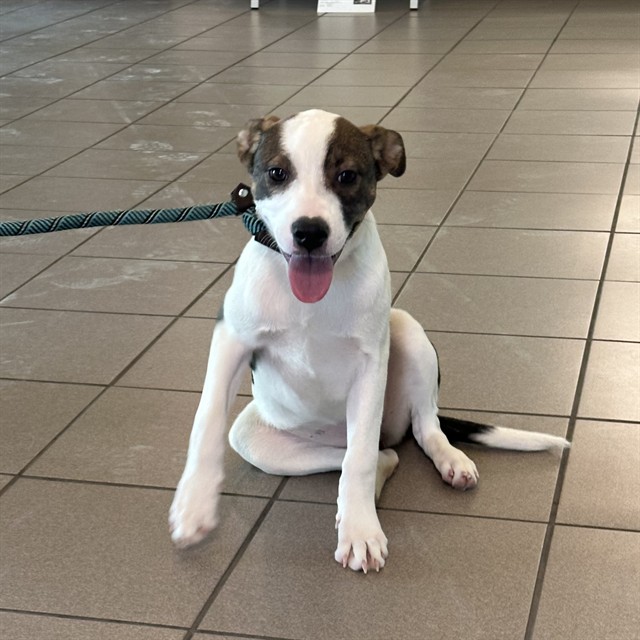 Adoptable pet photo
