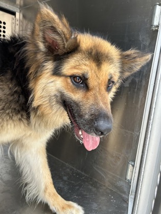 Avery, a Shepherd, available for adoption