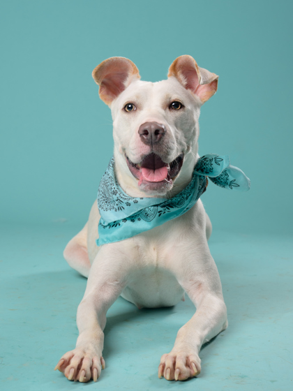 Sunnyside, a American Staffordshire Terrier, available for adoption