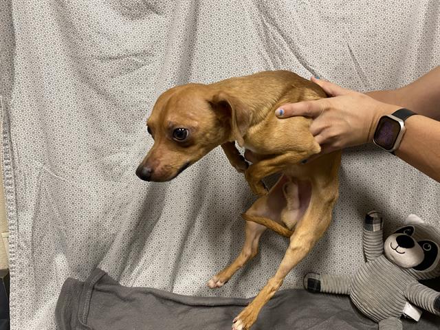 Rhett, a Chihuahua, available for adoption