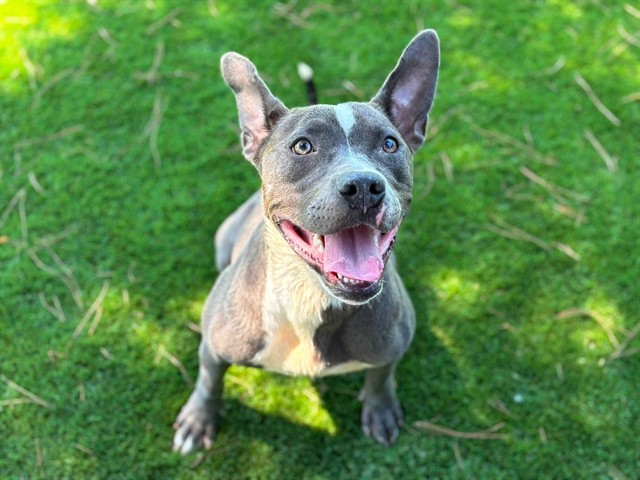 Other Photos of thie Dog