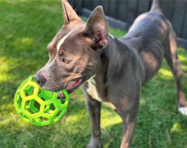 Sandra, a Pit Bull Terrier, available for adoption