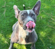 Other Photos of thie Dog