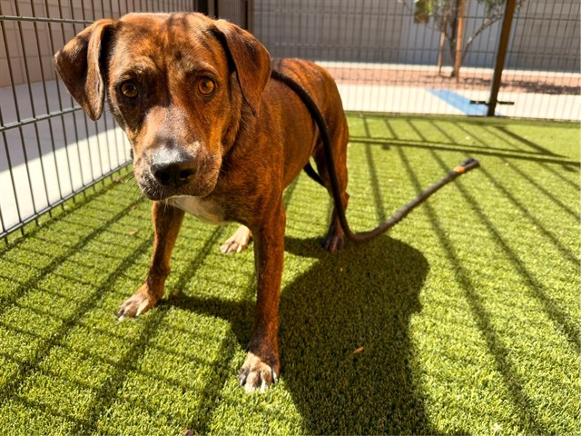 Evangeline, a Catahoula Leopard Dog (mix breed), available for adoption