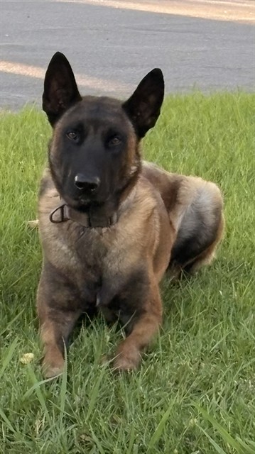 He-Man, a Belgian Shepherd Malinois, available for adoption