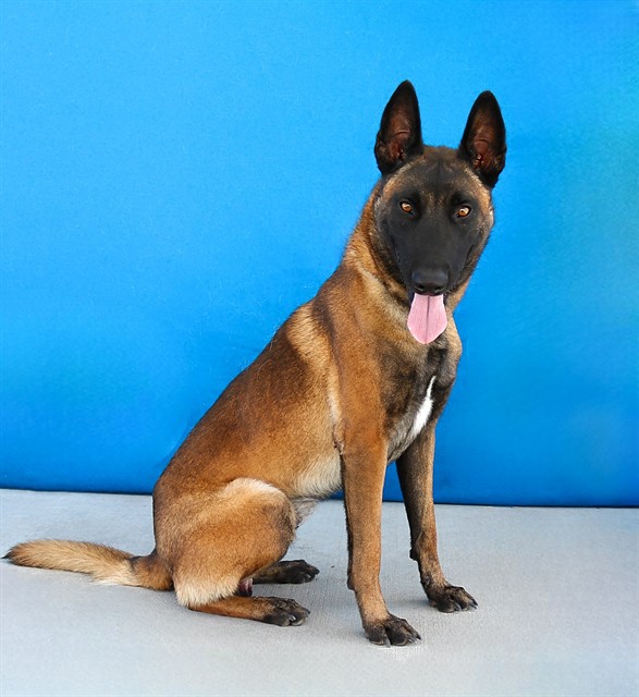 Adoptable pet photo